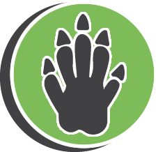 Lizard Pest Control