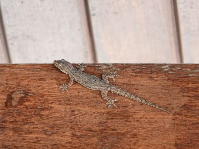 Remove Lizards That are a Nuisance!