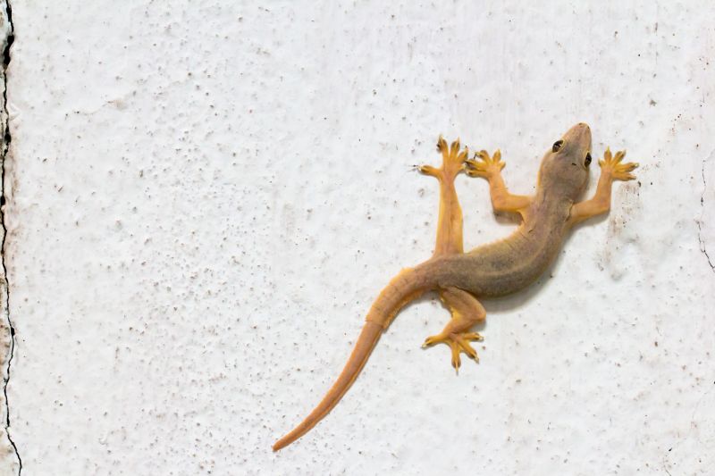 Lizard Pest Control
