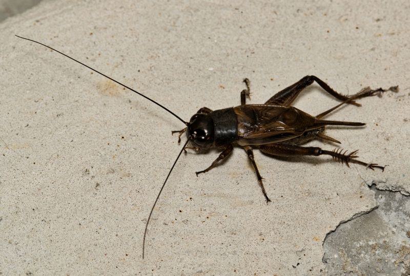 Cricket Control Service in Frisco, TX