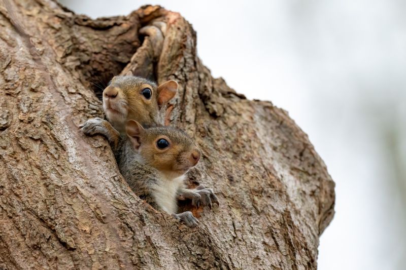 How Squirrels Damage Roofs And Attics And What To Do About It