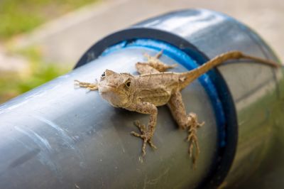 Products For Lizard Pest Controls in use