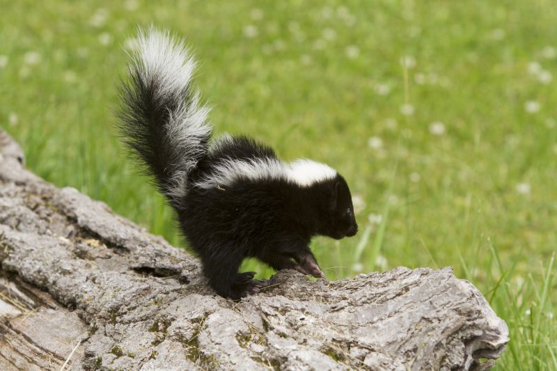Skunk Sightings