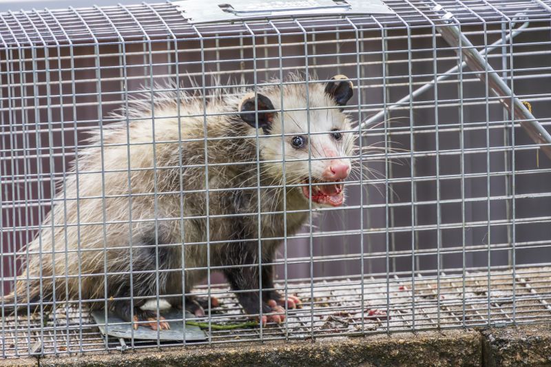Opossum Example