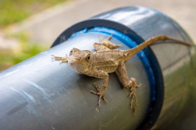 Avoid Lizard Droppings with Lizard Removal Service!