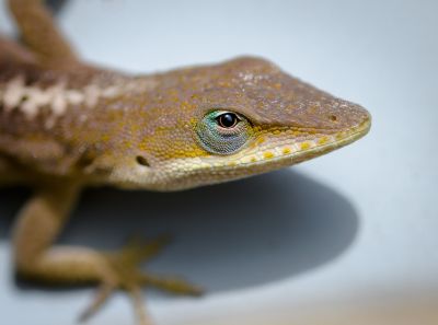 Control the Lizard Population at Your Home or Business!