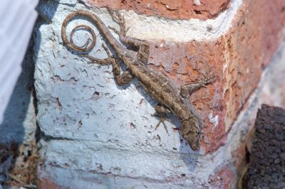 Create a Safe Environment with Lizard Pest Control!