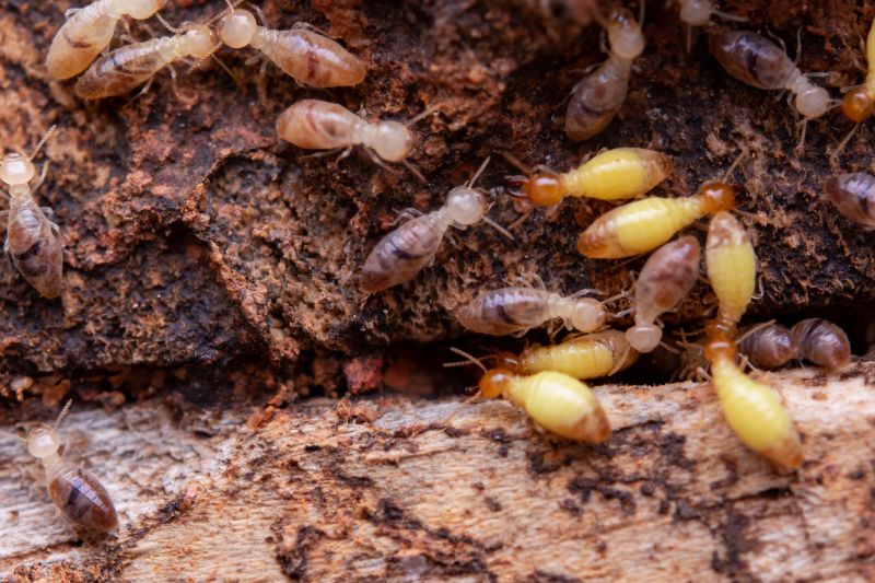 Size of Infestation